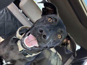 Labrador Retriever – Rehome – Killeen