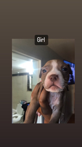 Bull and Terrier – pitbulls for sale