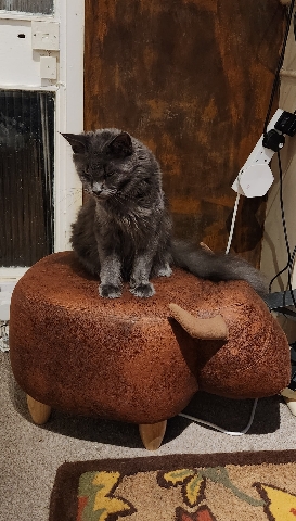 Maine Coon – Queen Bella