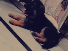 German Shepherd – German shepherd puppy