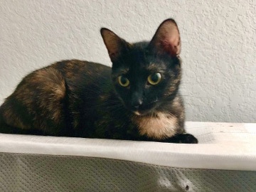 American Shorthair – Mom and Kitten Rehome – San Antonio