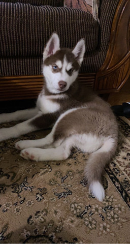 Siberian Husky – Looking for new home