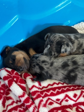 Harley Quinn miniature pinscher