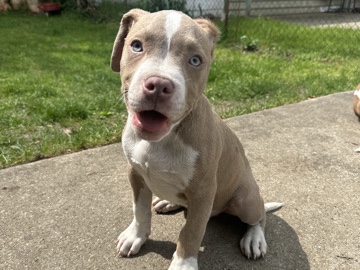American Bulldog – AMERICAN BULLY PUPPY – Niles