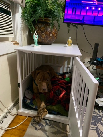 Bullmastiff – free to a good home