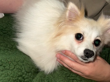 Pomeranian – 12 month old Pomeranian – Duluth