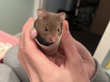 Hamster – 6 baby Syrian hamsters – Consett