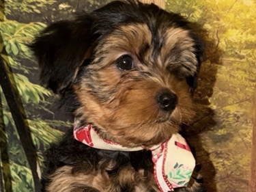 Yorkshire Terrier – Purebred Yorkie Puppy Rehoming – San Bernardino