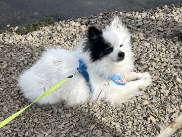 Pomeranian – Pomeranian – Monroe