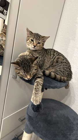 British Shorthair – BKH 2 Katzen