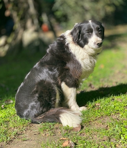 Border Collie – Long haired purebred Border Collie puppies