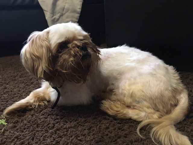 Shih Tzu – shih Tzu for sale
