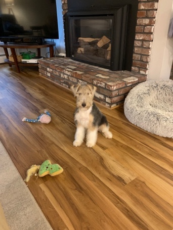 wire fox terrier male 4 months old 