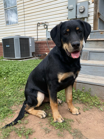 Rottweiler – rottweiler mix