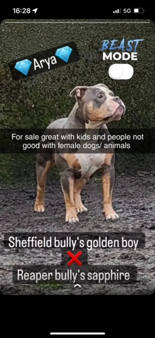 American Bulldog – classic bully