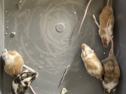 female and male mice 7 weeks