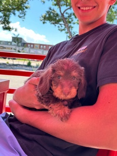Dachshund – Coco