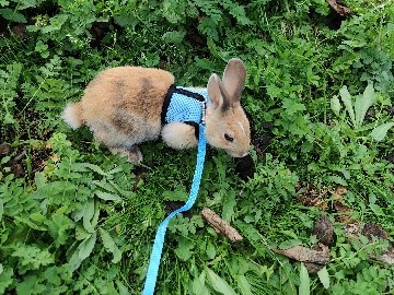 Don d'un petit lapin nain
