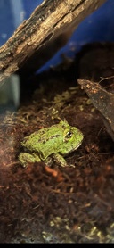 Pac-man frog w enclosure