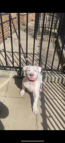 American Bulldog – American bully all white
