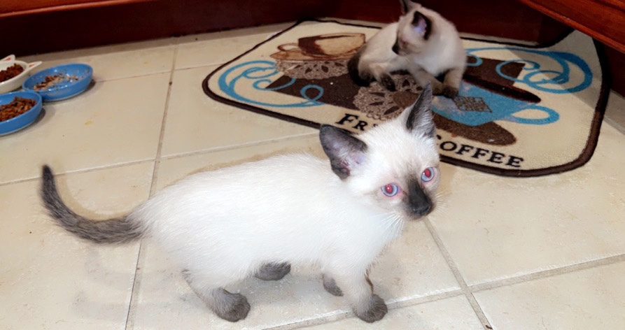 Siamese – Beautiful pure breed Siamese kittens