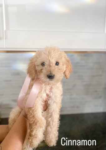 Poodle – Goldendoodles