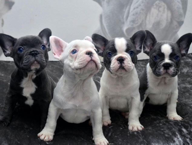 French Bulldog – registered French Bulldog puppies for sale