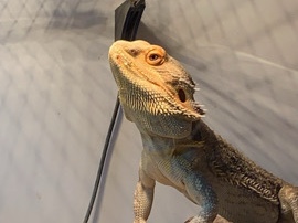 Bearded Dragon – Bearded dragon and full tank – Milton Keynes