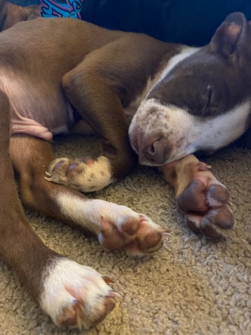 American Pit Bull Terrier – pit bull lab mix