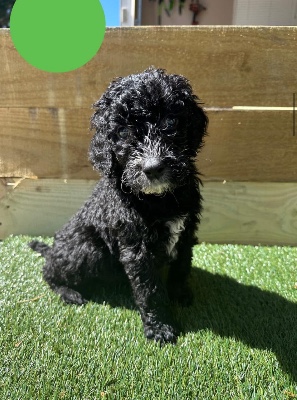 Standard Golden Doodle Puppies – Shelby