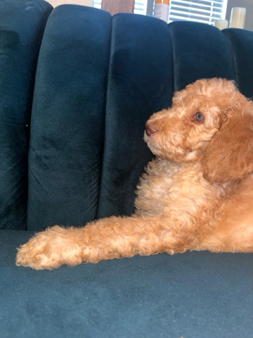 apricot standard poodle