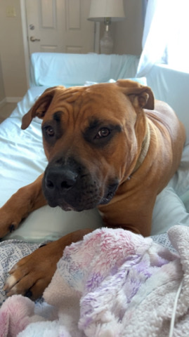 Perro de Presa Canario – Big Sweet Dog For Sale