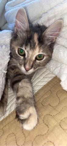 Maine Coon – she needs a home