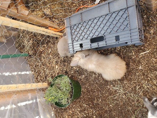 Holland Lop – Lionhead lop bunn8es