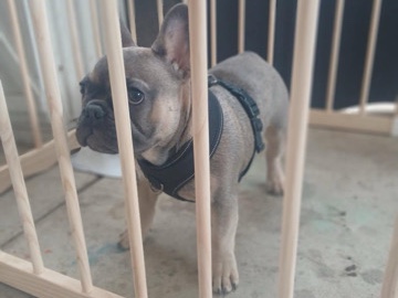 French Bulldog – selling frenchie – Garden Grove