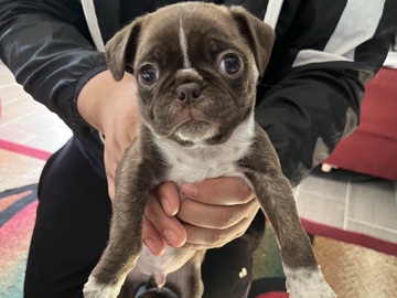Boston Terrier Puppies
