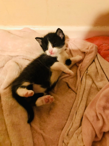 British Semi-longhair – 4 beautiful fluffy kittens