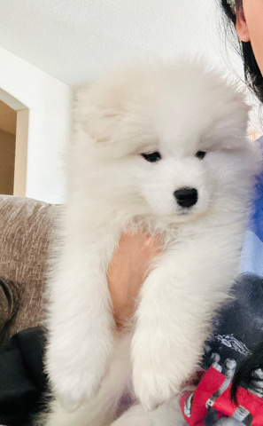Samoyed – Samoyed Female puppy