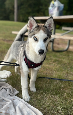 Siberian Husky – husky !!