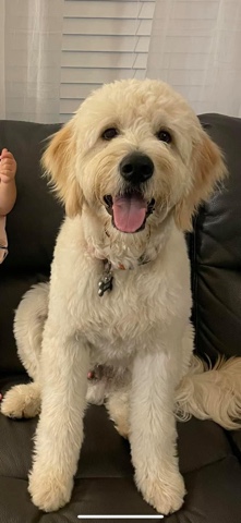 Poodle – milo