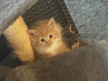 All - kittens for sale  available for adoption in Melbourne