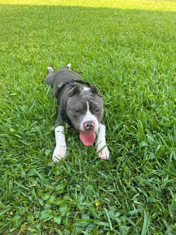 American Bulldog – American bully