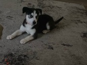 Alaskan Malamute – Zoe – Houston