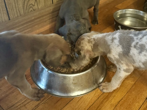 Great Dane – Doberdanes Puppies – Copperas Cove