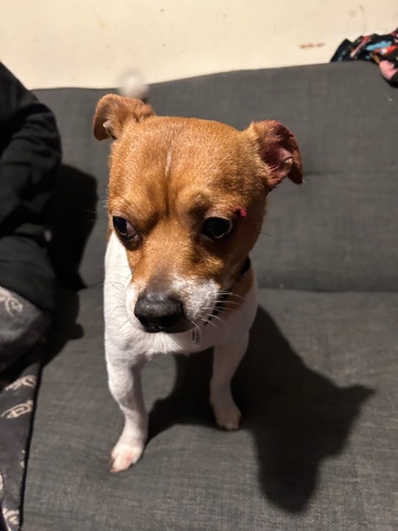 Jack Russell cross chi