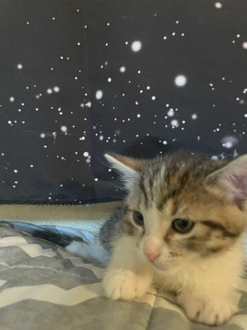 cute kitten