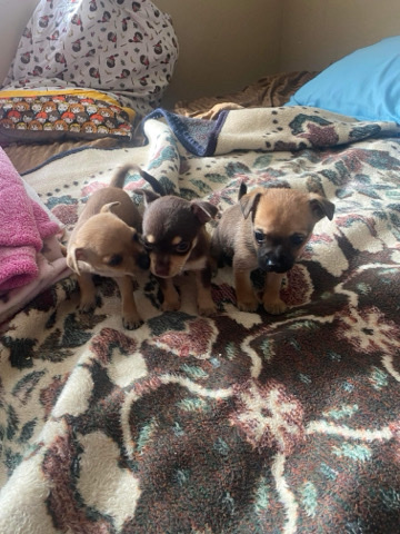 Chihuahua – Chihuahua Puppies