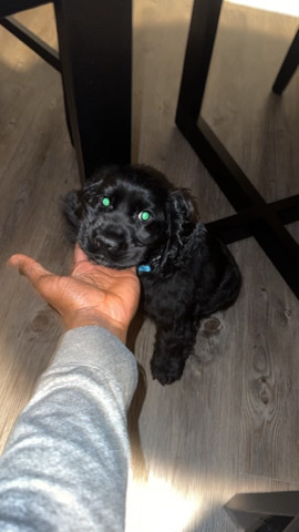 needs a forever home 