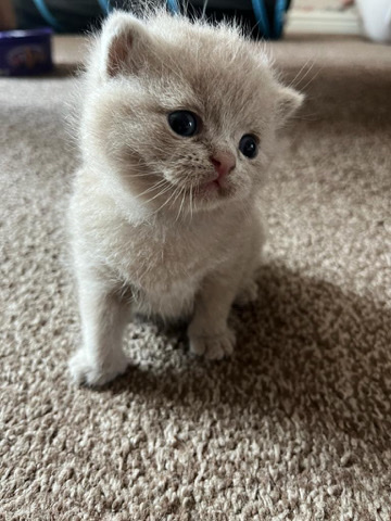British Shorthair – British short hair kittens