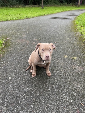 American Bulldog – American bully*
